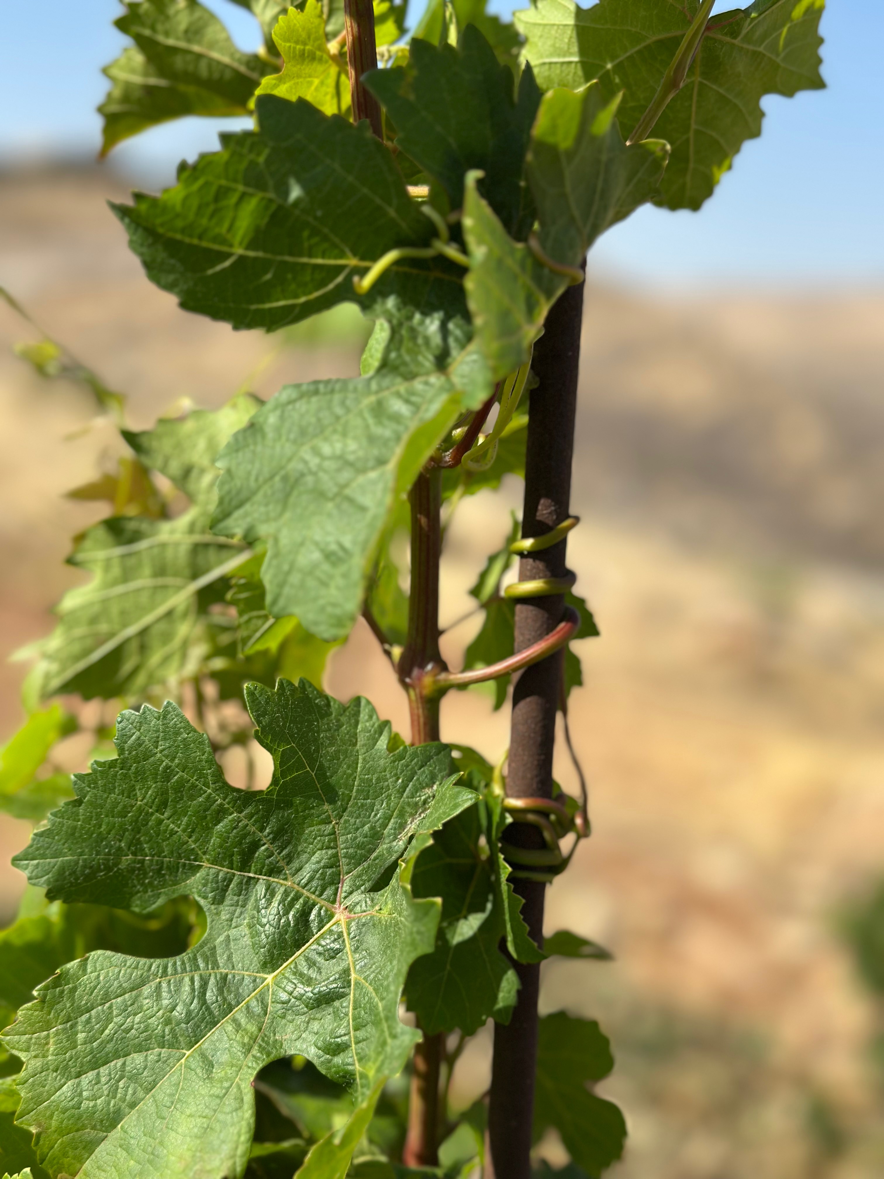 Detailed vine leaf close-up